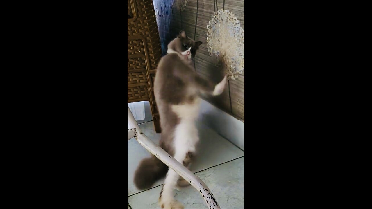 Cat Hot dance moves🤣