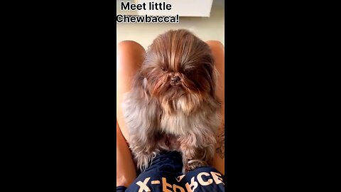 Meet little Chewbacca!