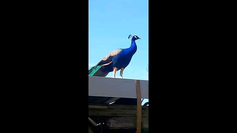 Peacock 🦚 Highlights