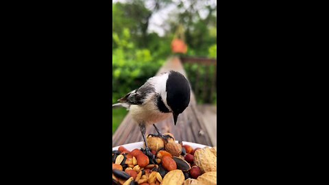 Bird Feeding Close Encounters