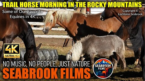 Trail Horse Morning in the Rocky Mountains: Some of Our Favorite Equines in 4K