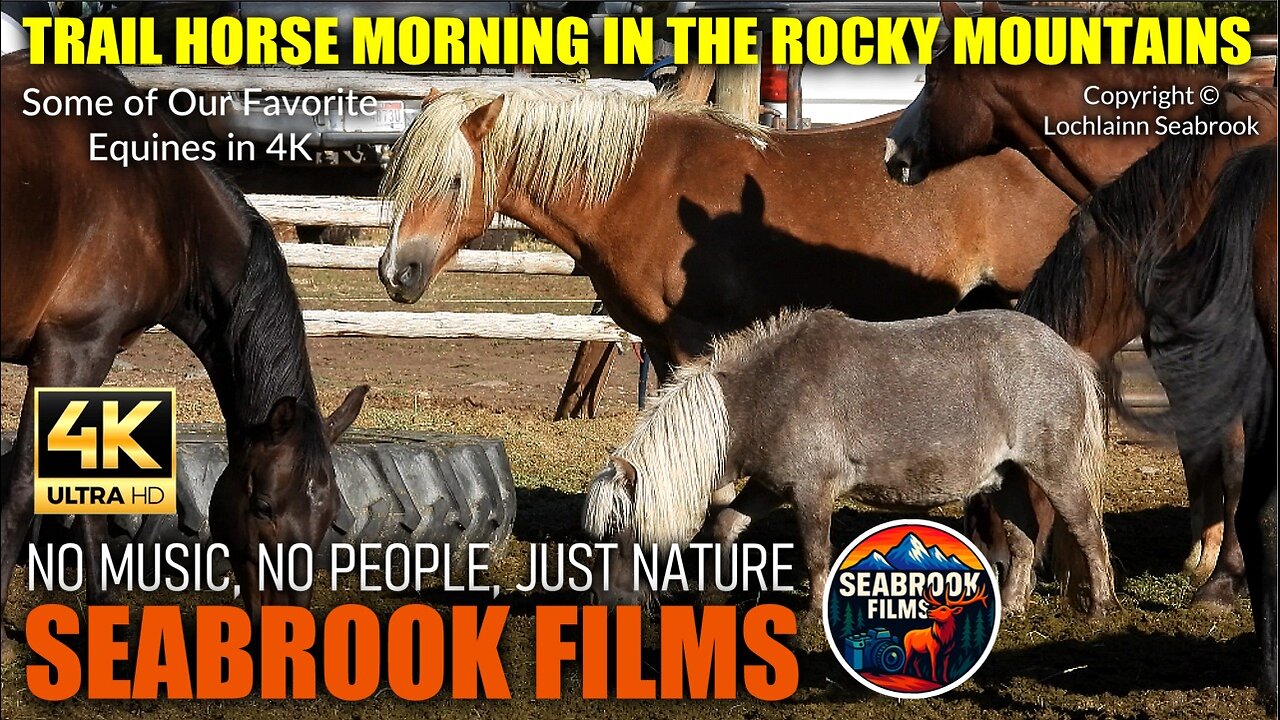 Trail Horse Morning in the Rocky Mountains: Some of Our Favorite Equines in 4K