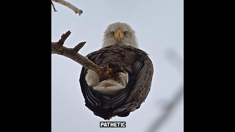 I know you are but what am I?