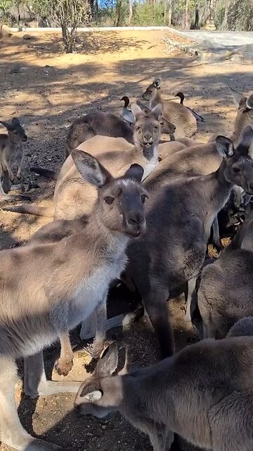 Kangaroo diaries only in Australia 🇦🇺