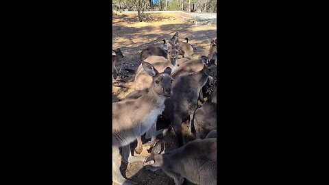 Kangaroo diaries only in Australia 🇦🇺
