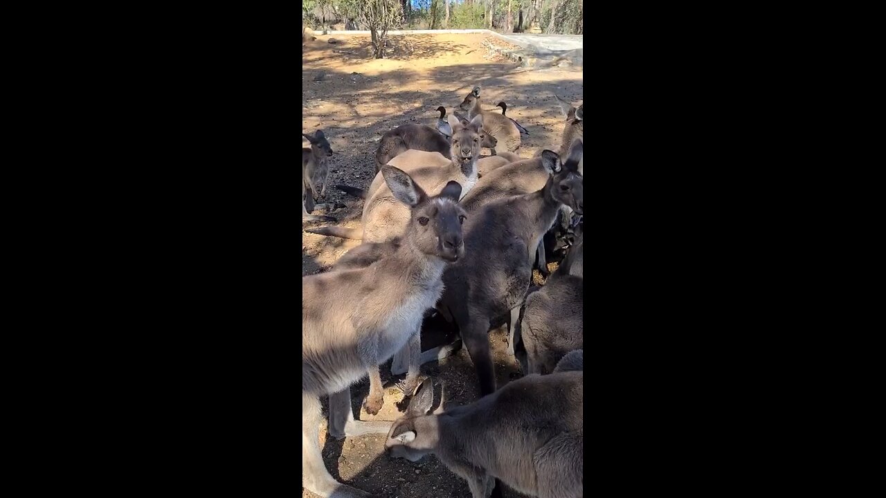 Kangaroo diaries only in Australia 🇦🇺