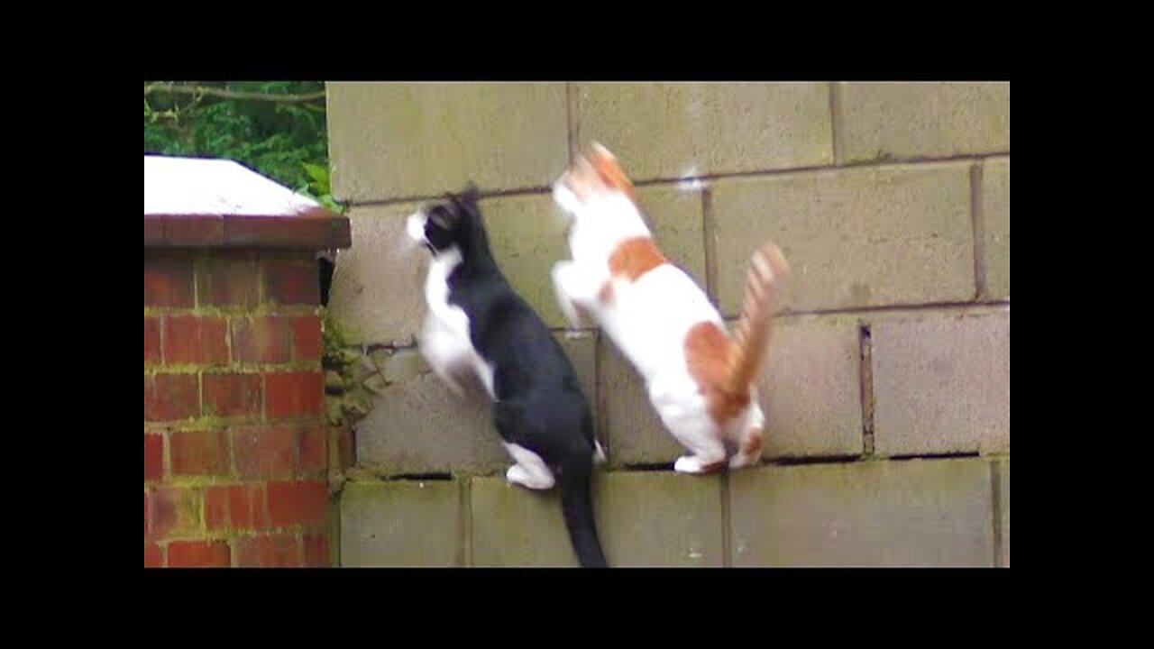 Synchronized Cats