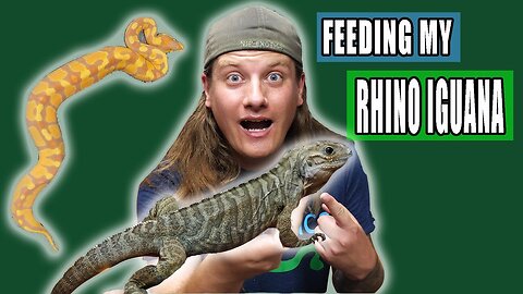 Rewarding Work with My Reptiles!
