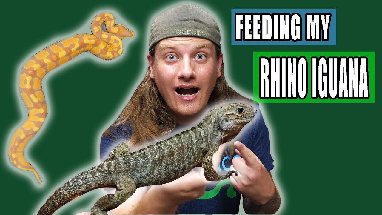 Rewarding Work with My Reptiles!