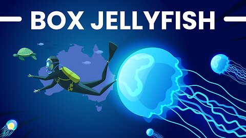BOX JELLYFISH ! Is Australia Really That Dangerous?
