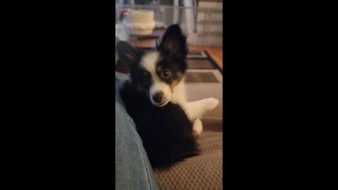 Miniture....forgot the breed dog
