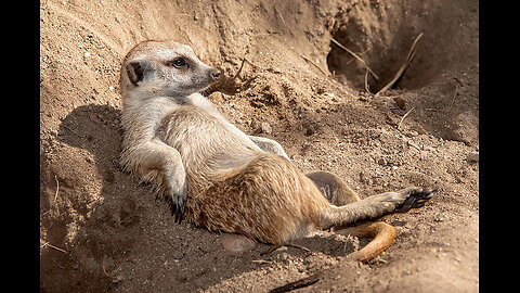 Meerkat