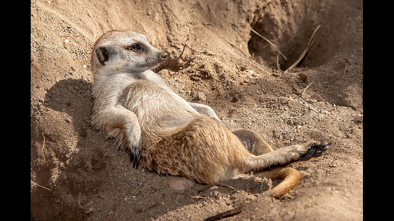 Meerkat