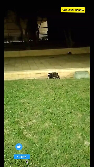 "Chasing the night with the speed of a shadow. 🖤🐾 #BlackCatVibes #FelineFury #NightRunner"