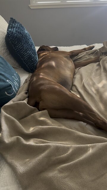 Dogs tail tells her feelings