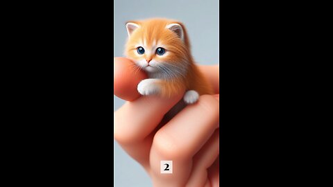 Lil cute kitty