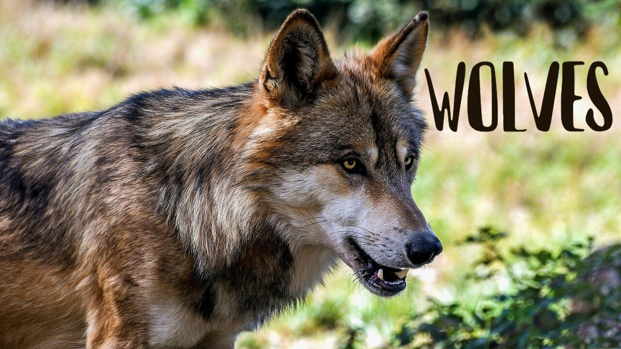 Animal World | WOLVES | Video and Relaxing Music