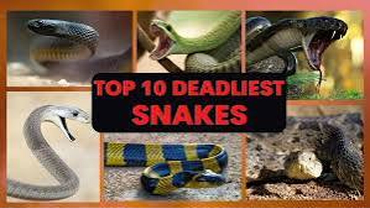 Top 10 Deadliest Snakes In The World | Dangerous Snakes |