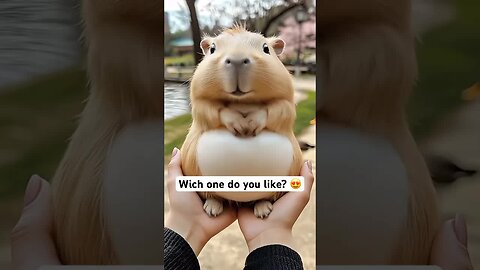 Capybaras