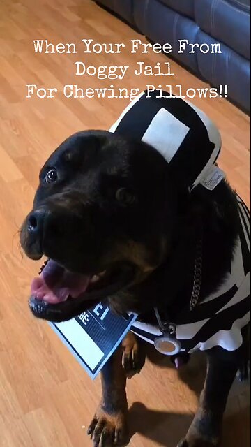 My Dog Always Chewing Something 😂