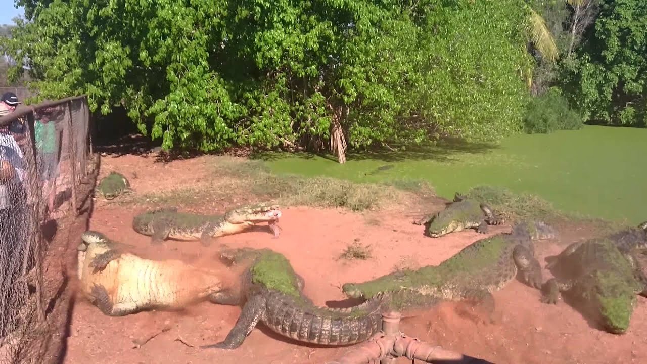 Crocodile bites foot off another crocodile