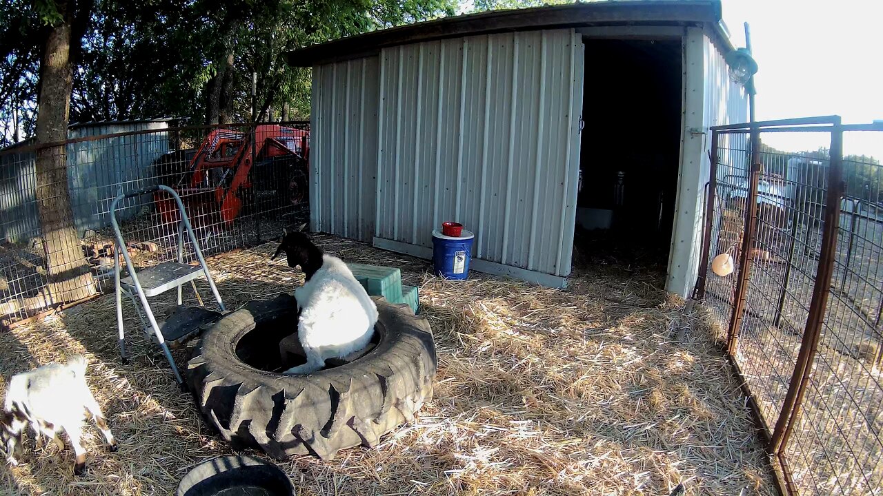 Just Barney hanging out in his favorite tire