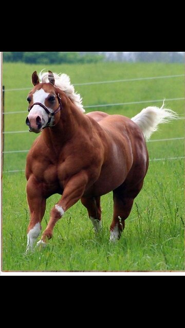 the horse that couldn't lose