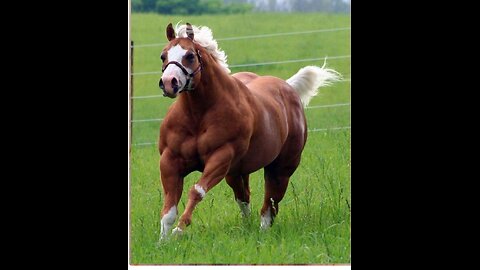 the horse that couldn't lose