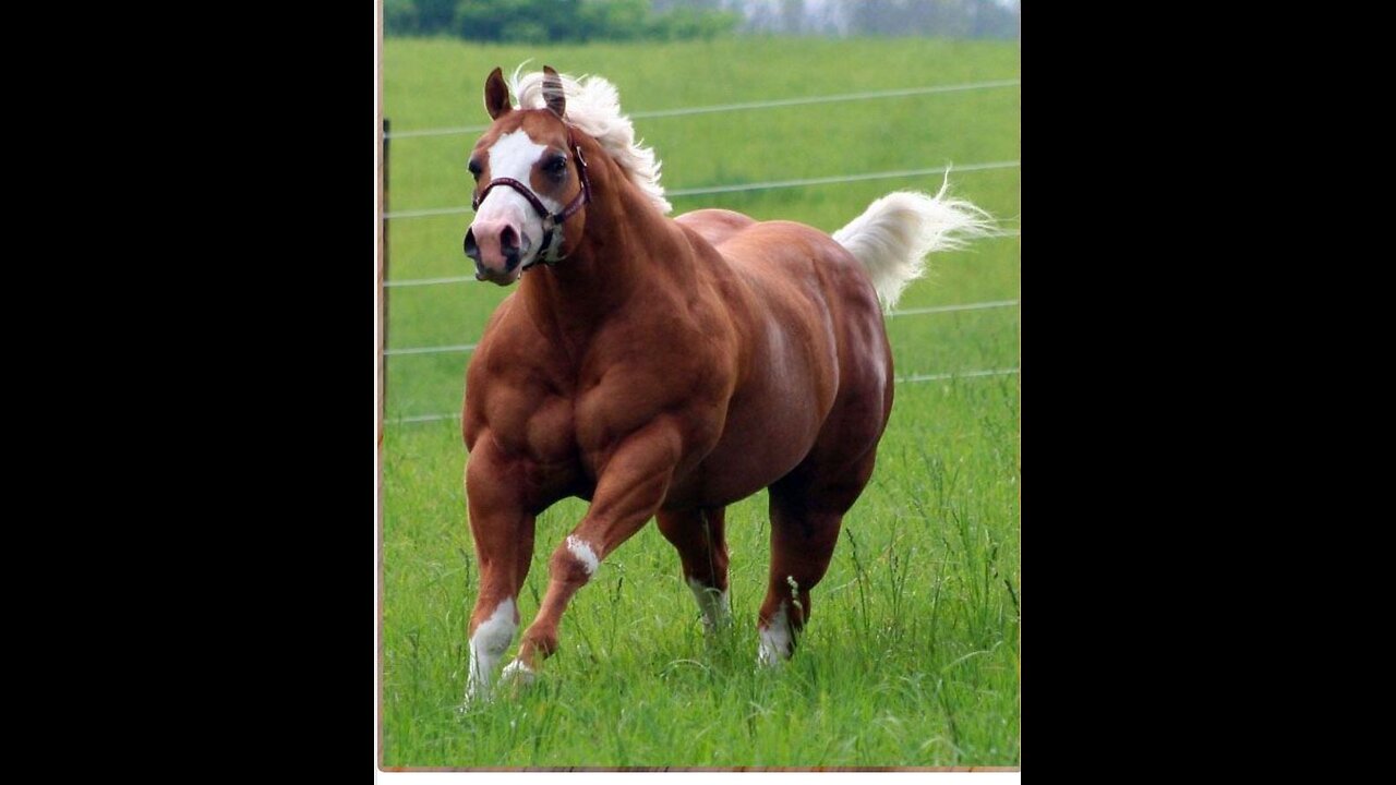the horse that couldn't lose