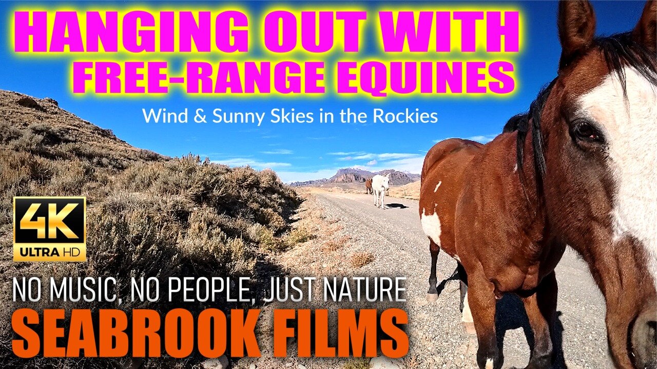Hanging Out With Free-Range Equines: Wind and Sunny Skies in the Rockies