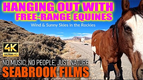 Hanging Out With Free-Range Equines: Wind and Sunny Skies in the Rockies