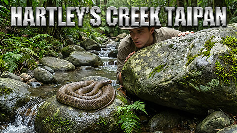 Hartley's Creek Taipan Snake