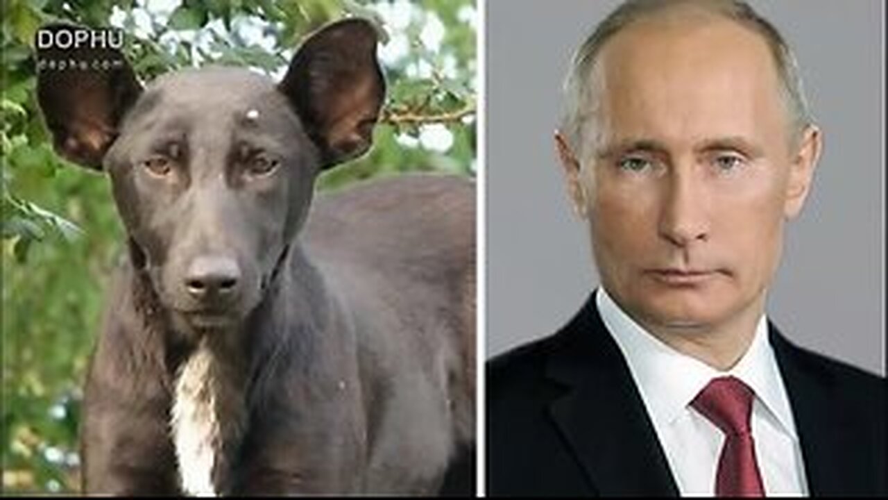 60 Celebrities And Their Animal Doppelgängers