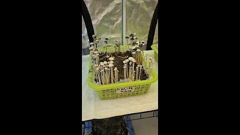 Tent camping with Pans