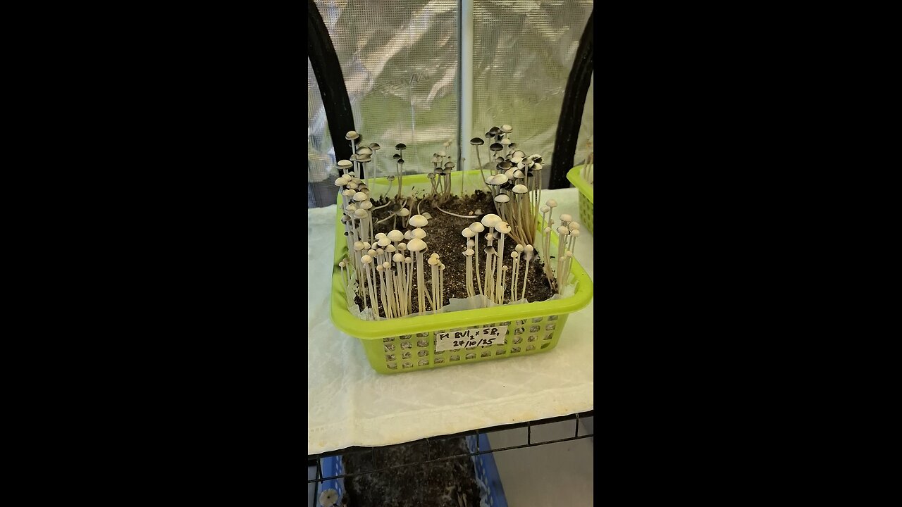 Tent camping with Pans