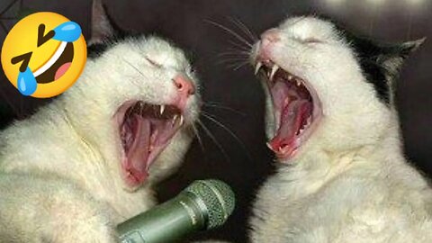 Fur-tastic Funnies: The Ultimate Compilation of Pet Comedy Gold!