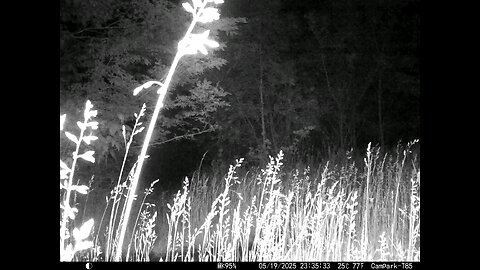 Deer Cam 05-19-2025 Game Camera Trail Camera