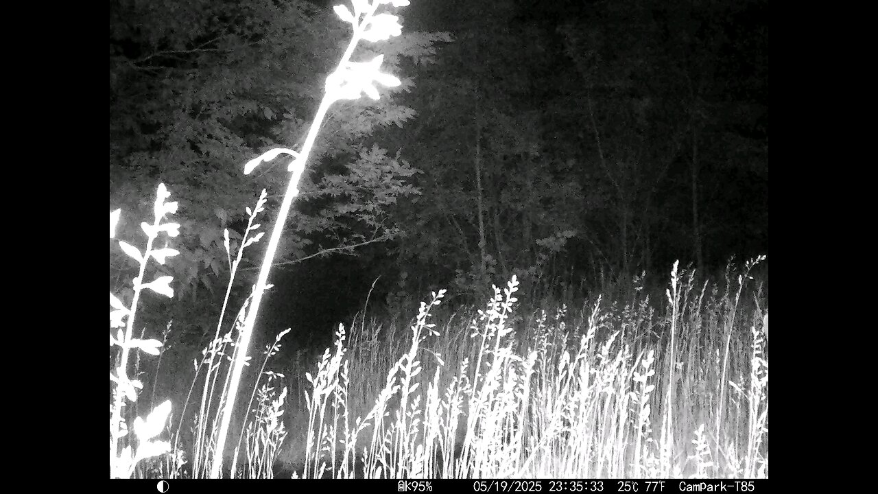 Deer Cam 05-19-2025 Game Camera Trail Camera