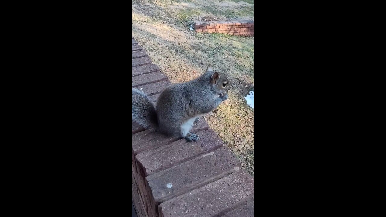 Princess Mika The Squirrel 💖