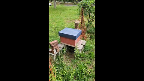 saving a bee