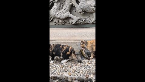 Cat fishing