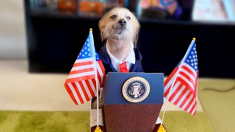 Funniest Animal Videos Ever