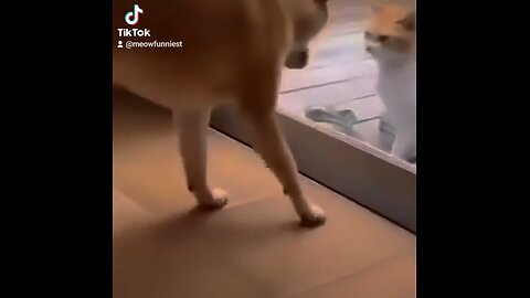 fighting cats and dogs