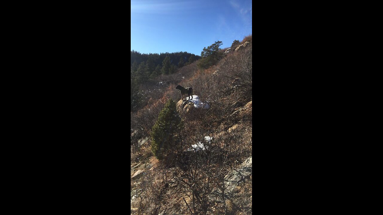 ROTTWEILER ON A ROCK