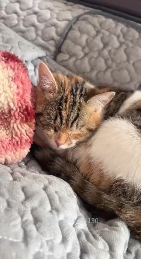 When cats sneeze back at you 🤣