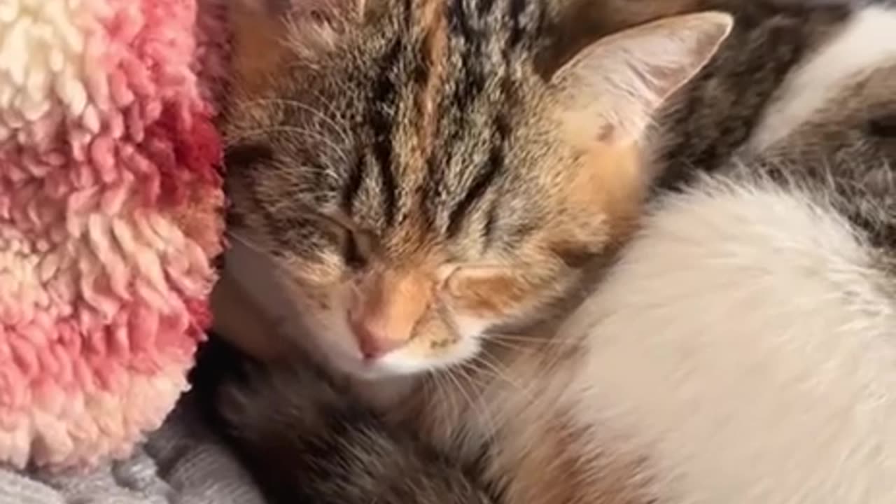 When cats sneeze back at you 🤣