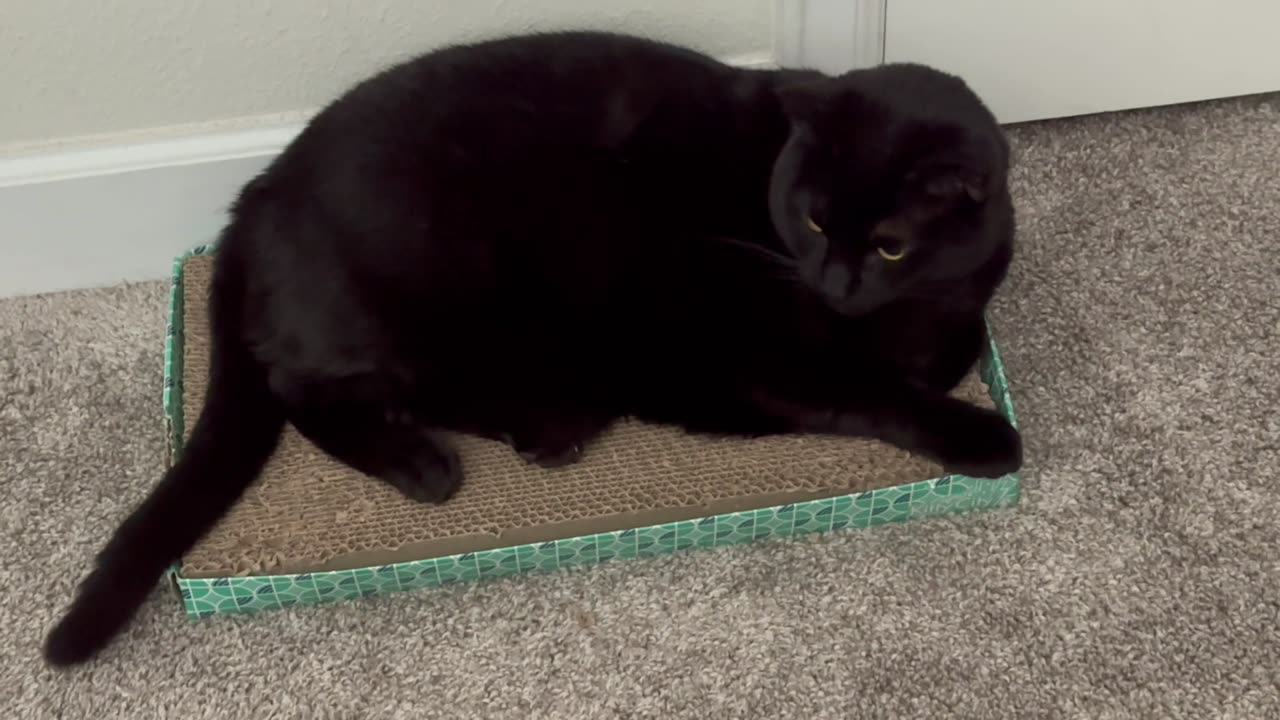 Cute Precious Piper is a Picky Inspector - Adopting a Cat from a Shelter Vlog