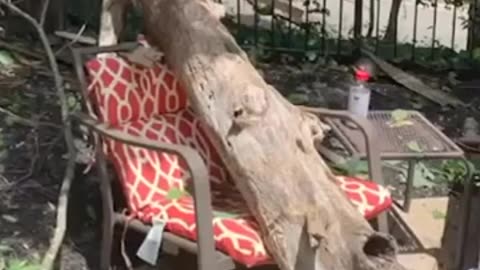 TREE ALMOST CRUSHES MOM IN FRONT OF HER KIDS