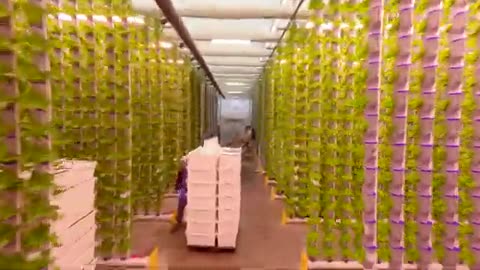 Inside Look: Drone Tour of Our Cutting-Edge Hydroponic Vertical Farm