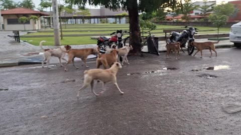 Warriors dogs / cachorros guerreiros